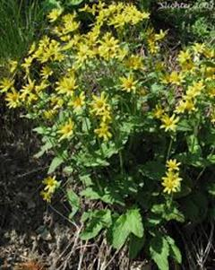 هميشه بهار کوهی